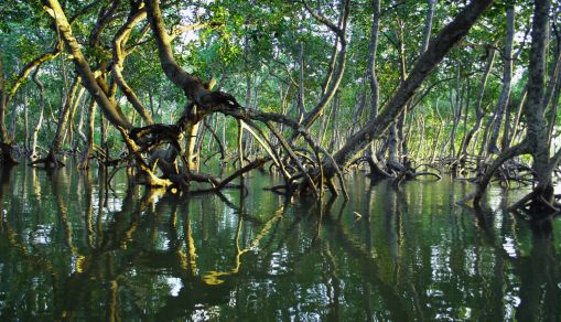 mangroves