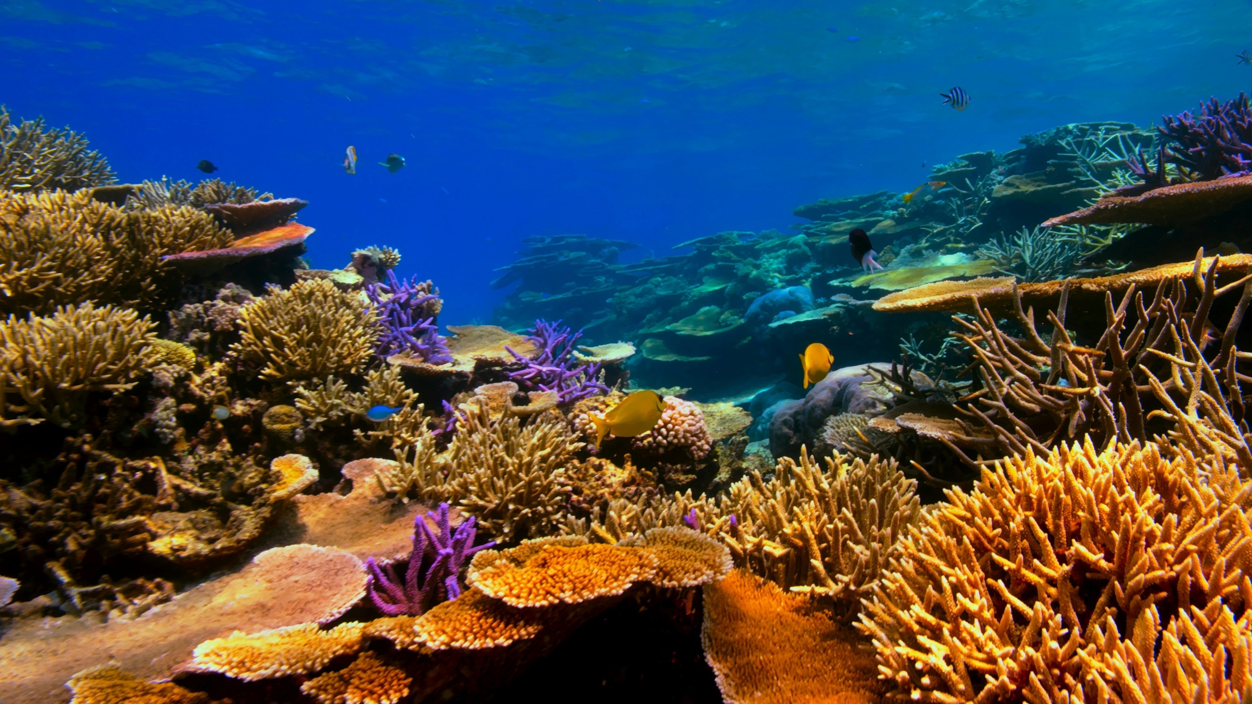 Coral Reefs