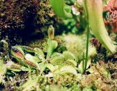 venus flytrap