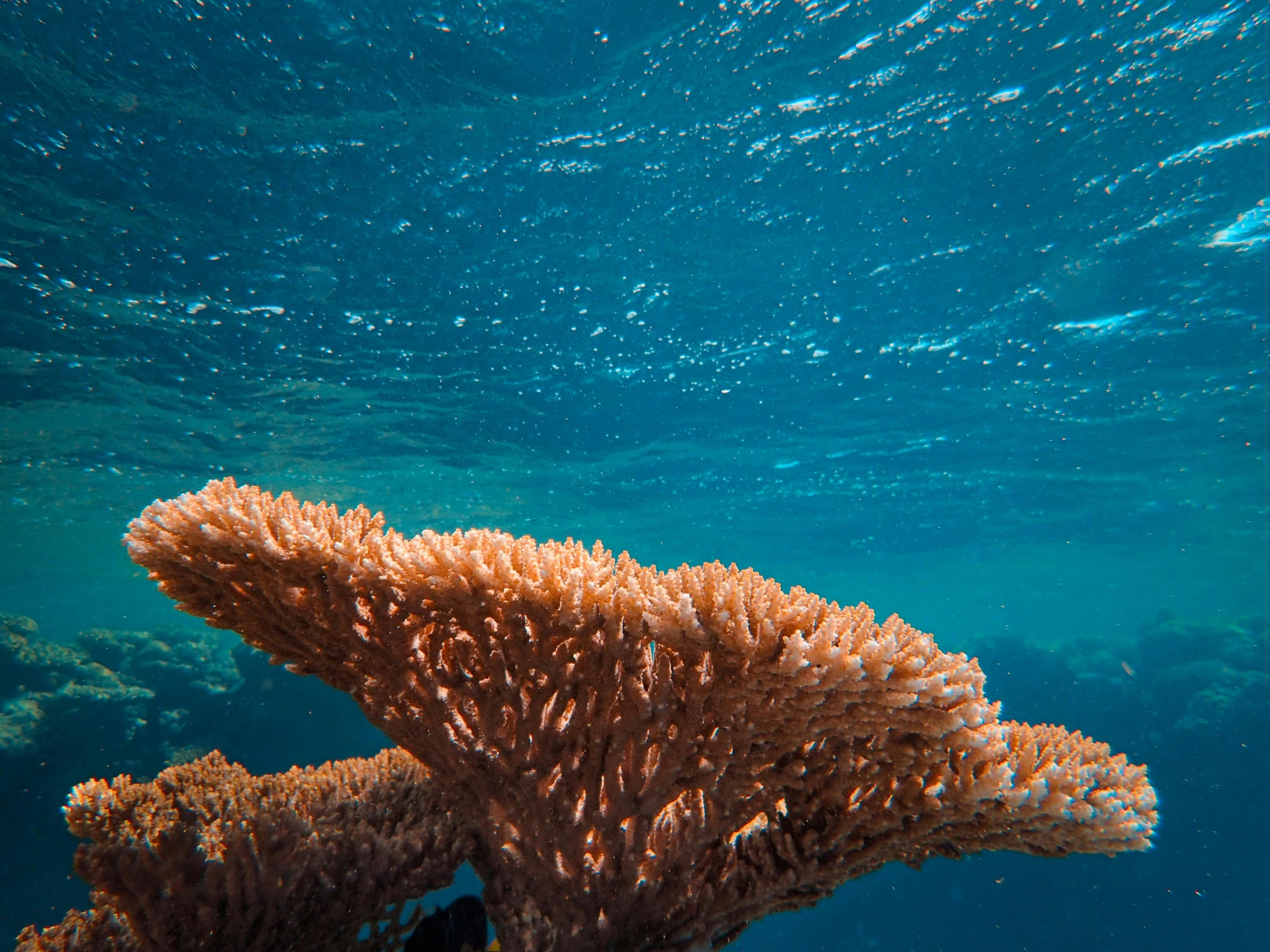 Why Are Coral Reefs Bleaching Faster Than Ever—and Can They Actually Recover?