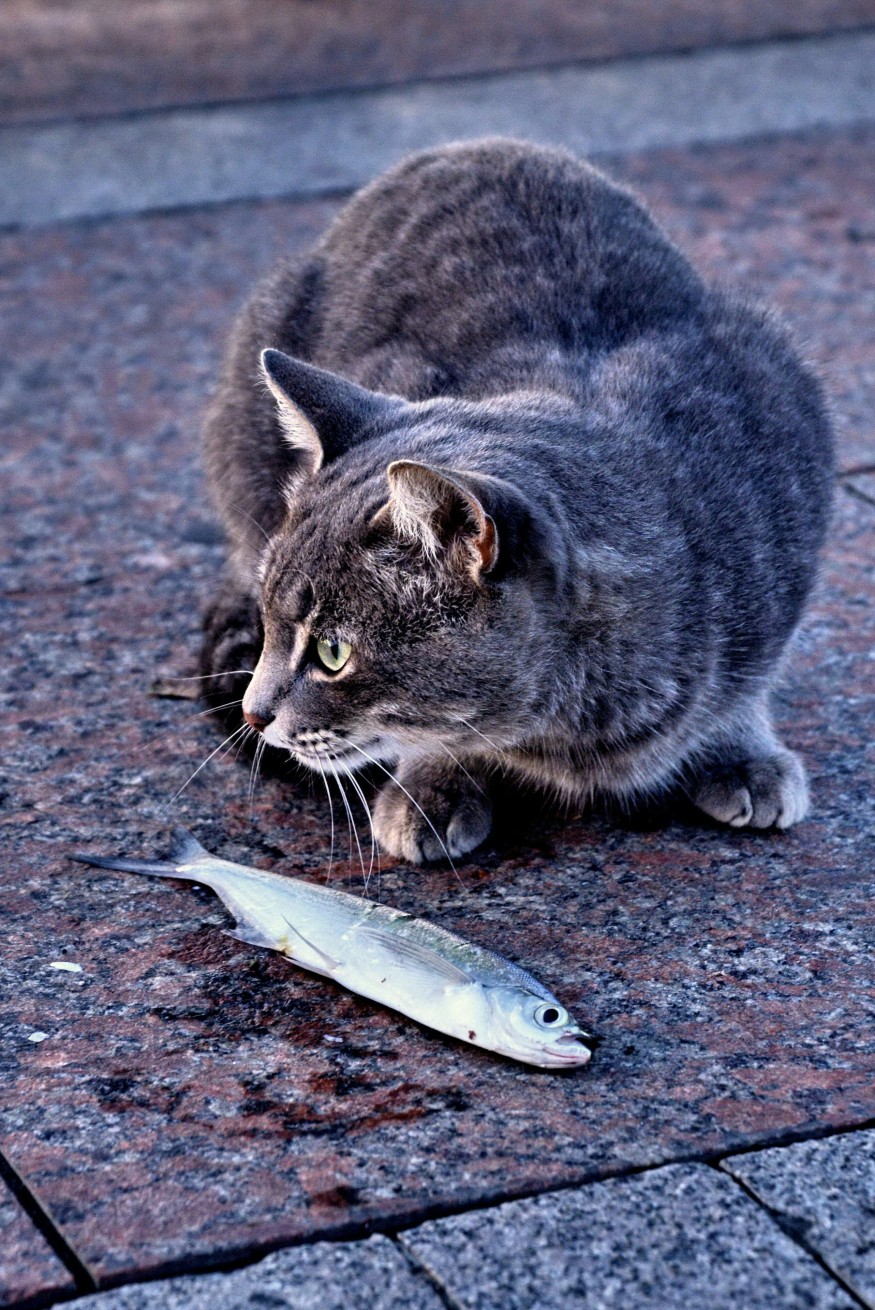 cat with dead fish