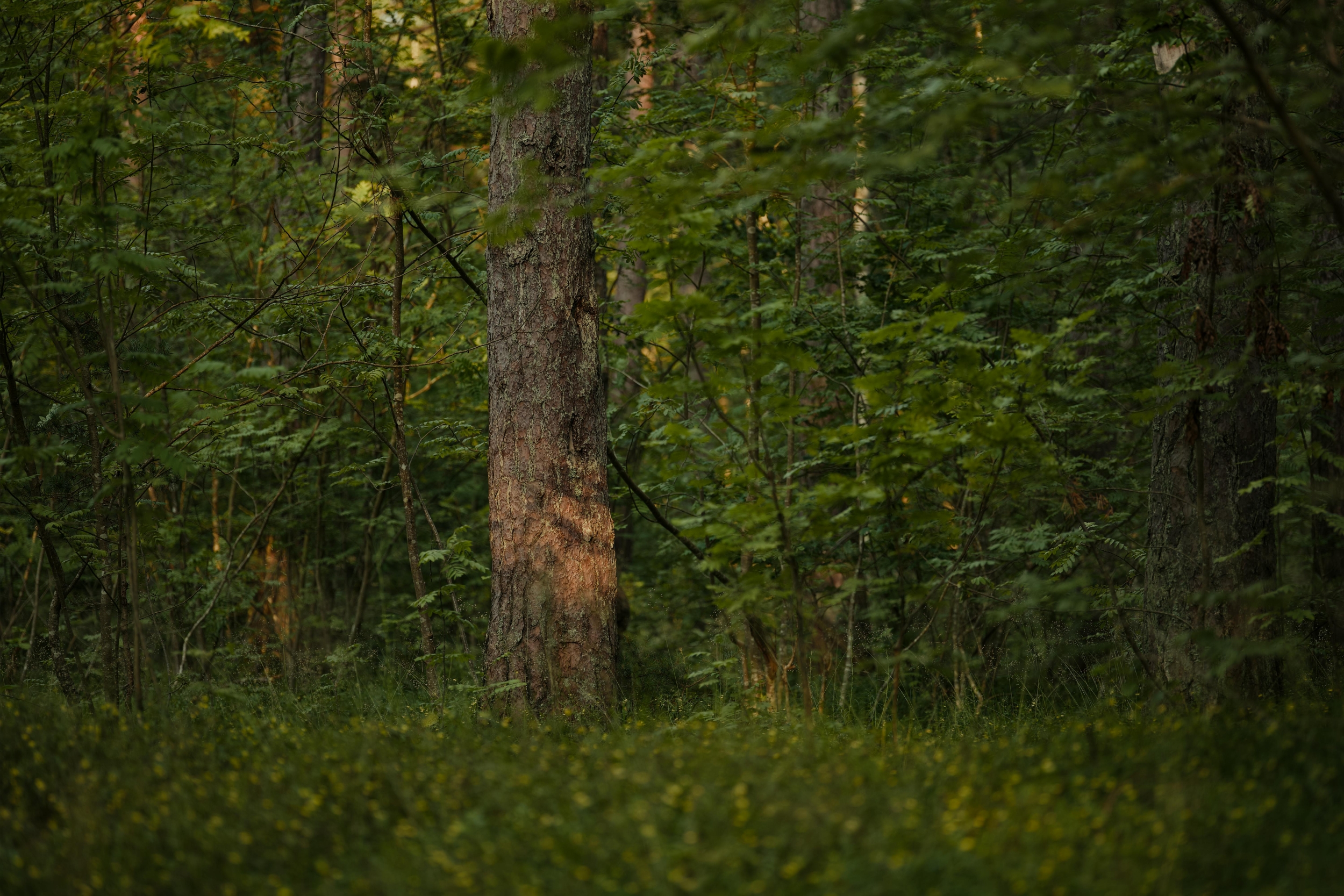 Can Rewilding Ecosystems Rescue Endangered Habitats? Experts Clash on the Bold Strategy