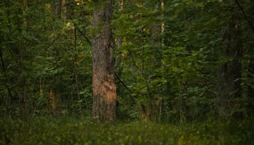 forest
