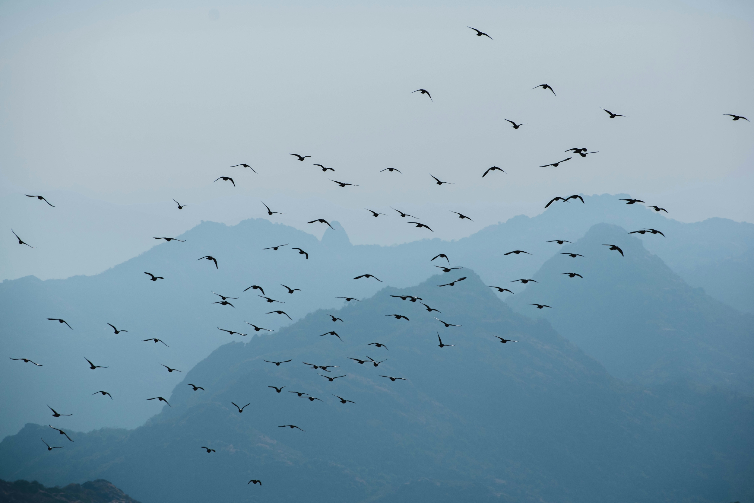 Flock of Birds Flying