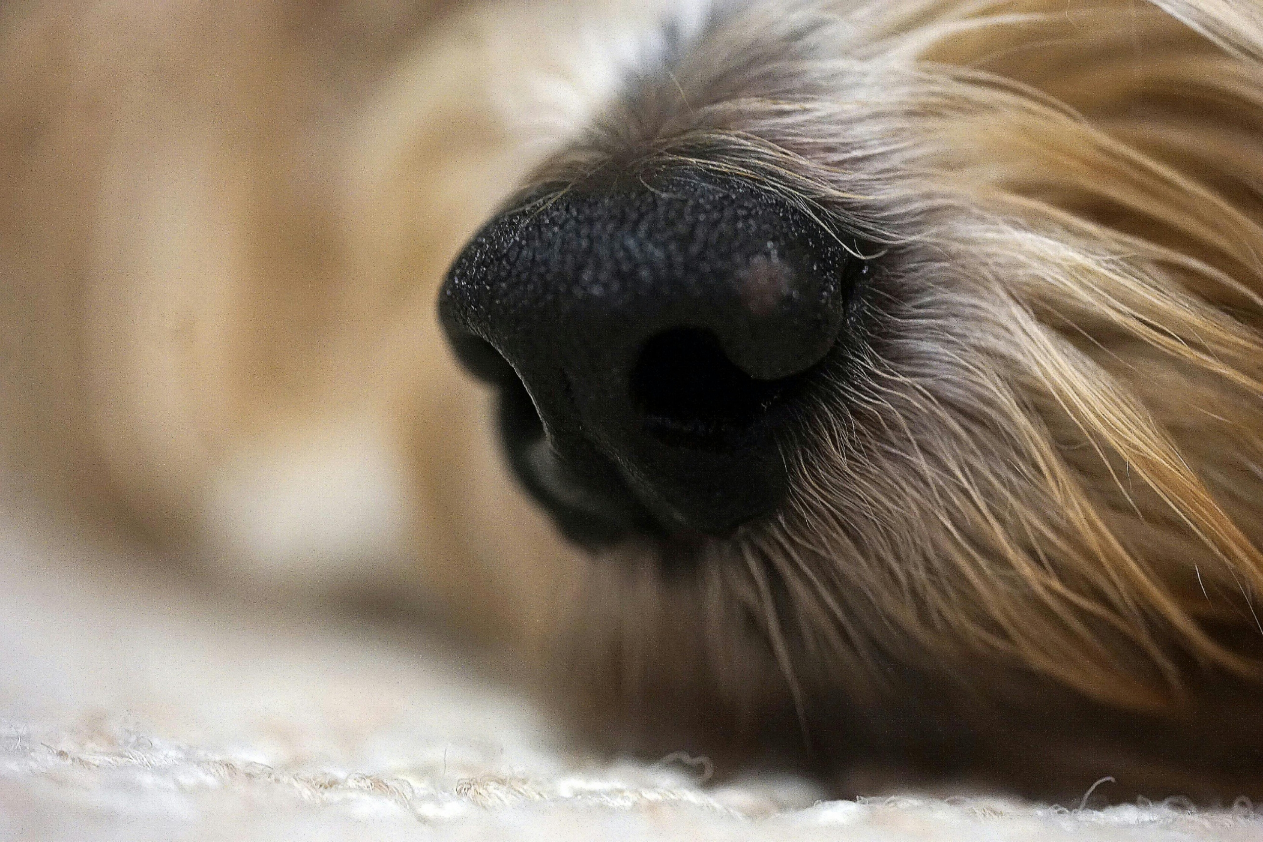 Animals Predict Earthquakes? Unraveling Strange Behaviors Before Disaster Strikes