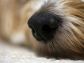 dog nose