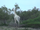 white griaffe