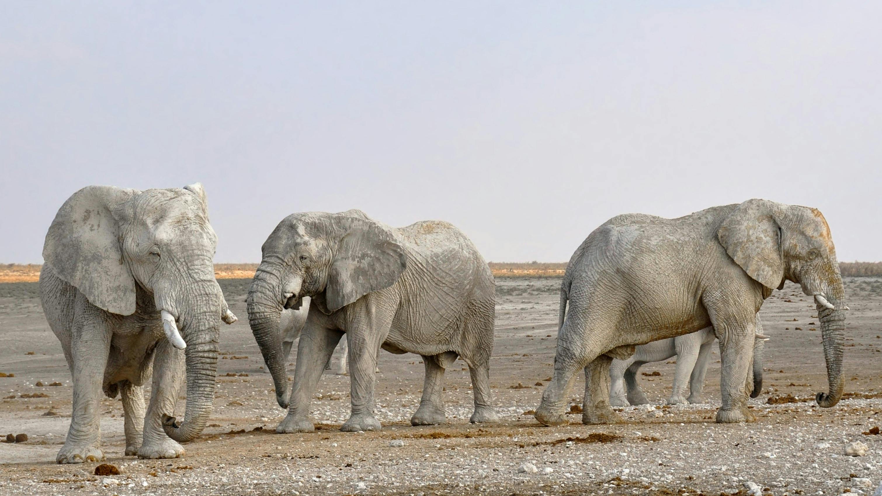 Elephant Vibrations: Scientists Uncover Secret Communication Shaking the Ground