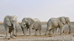 elephants