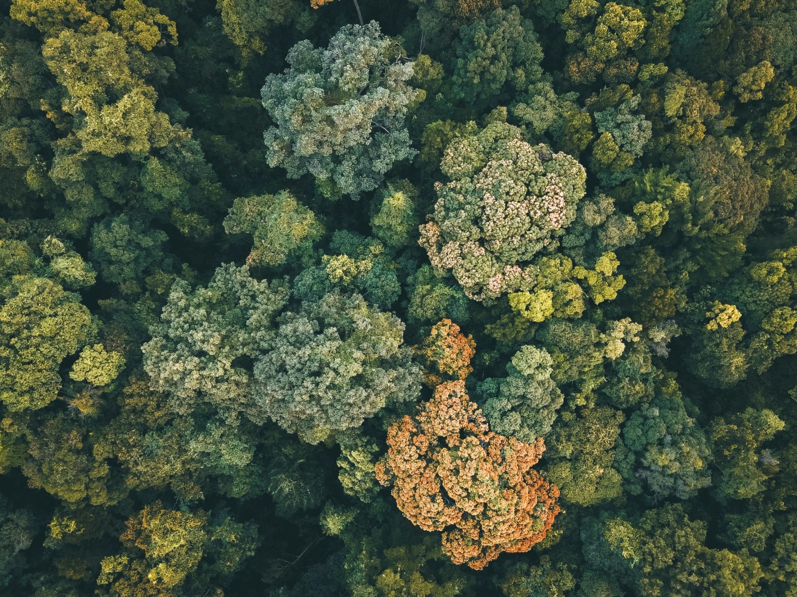 How Carbon Sinks in Nature Fight Climate Change: Forests, Oceans, Forest Sinks & Blue Carbon Explained