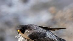 peregrine falcon