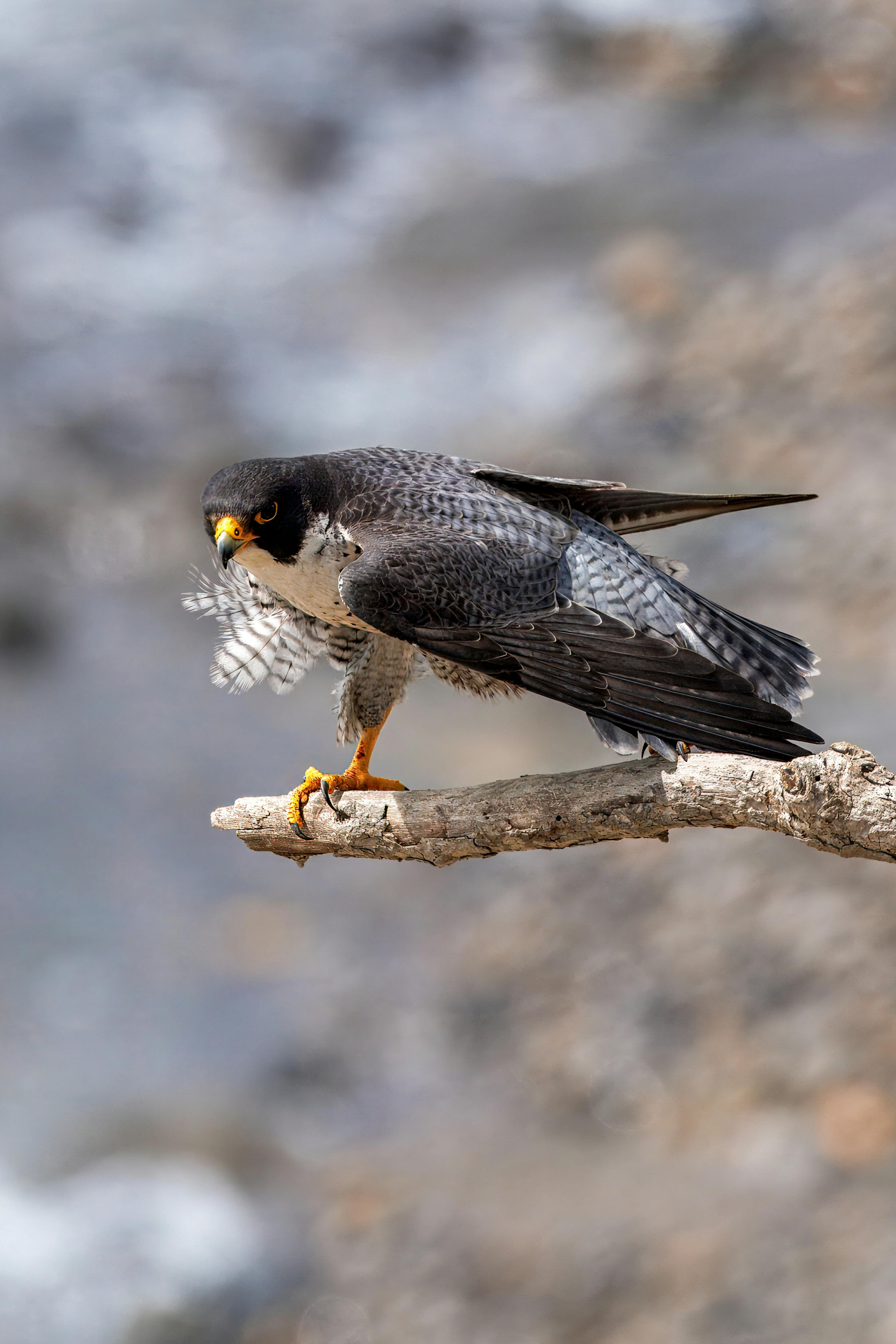 peregrine falcon