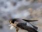 peregrine falcon