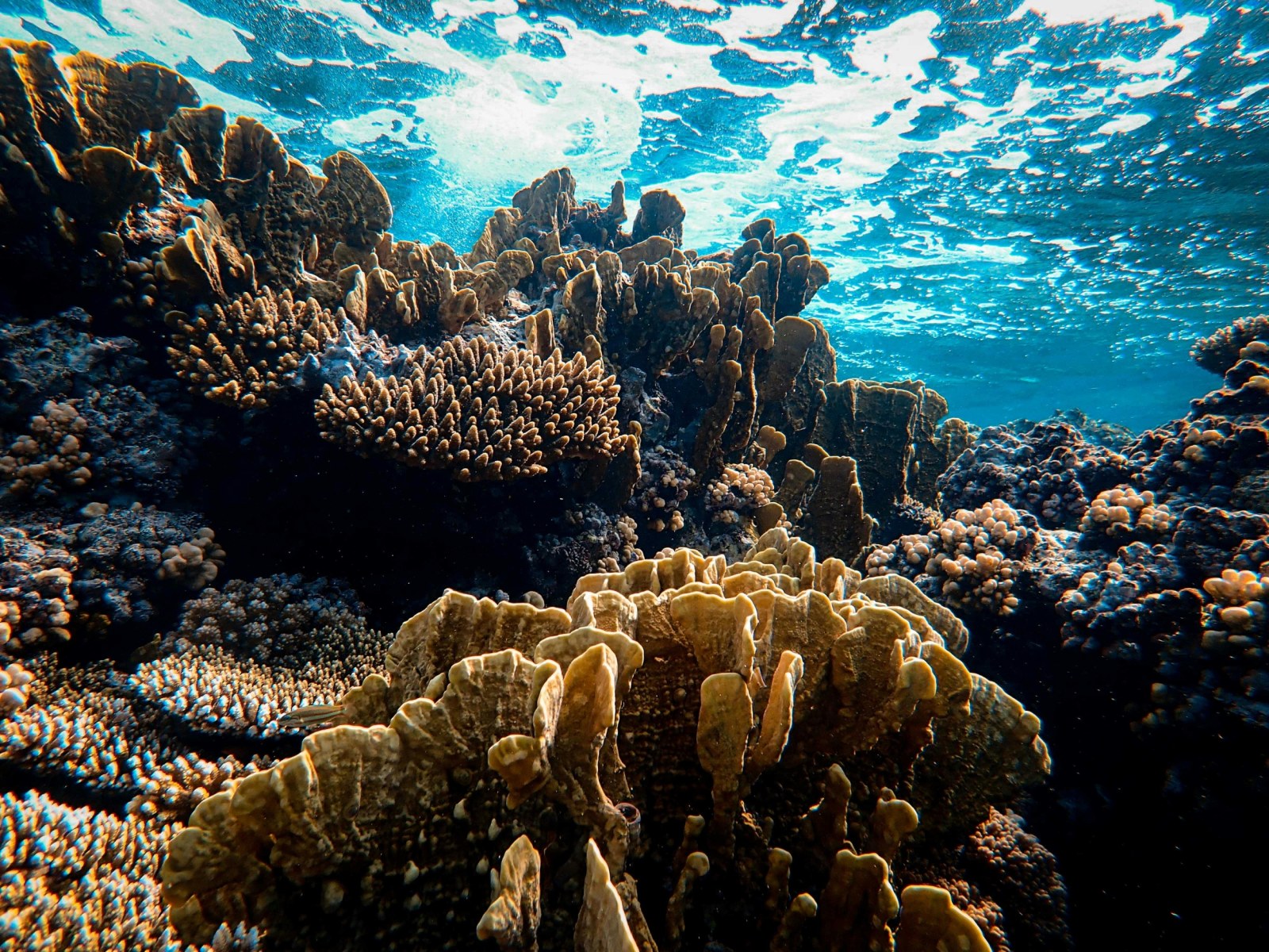 coral reef