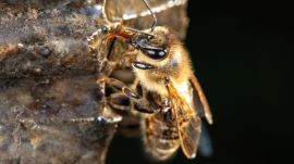 Bee