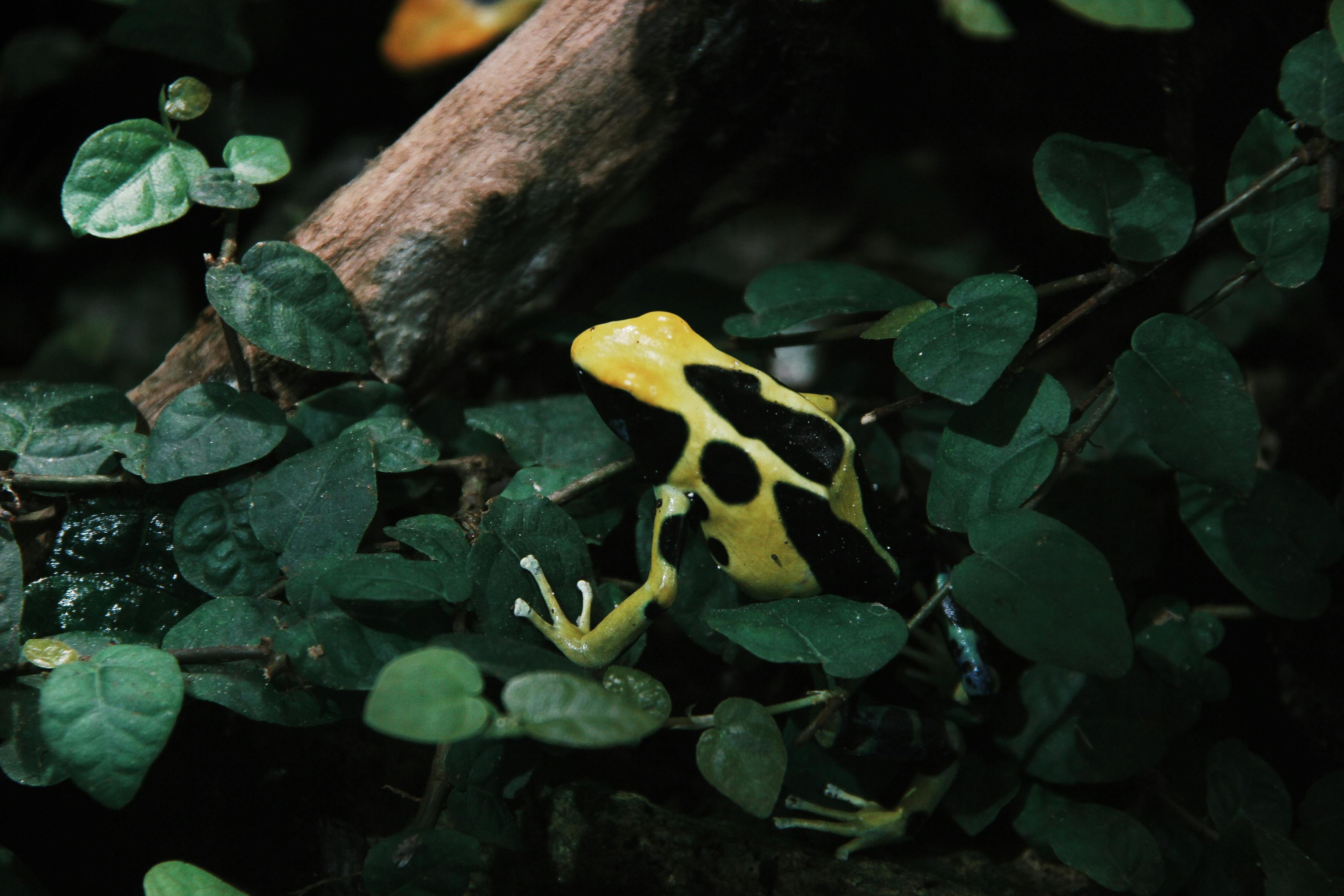 How Do Rainforest Animal Adaptations Help Wildlife Survive Canopy Life in Biodiversity Hotspots?