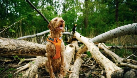 dog wearing vest