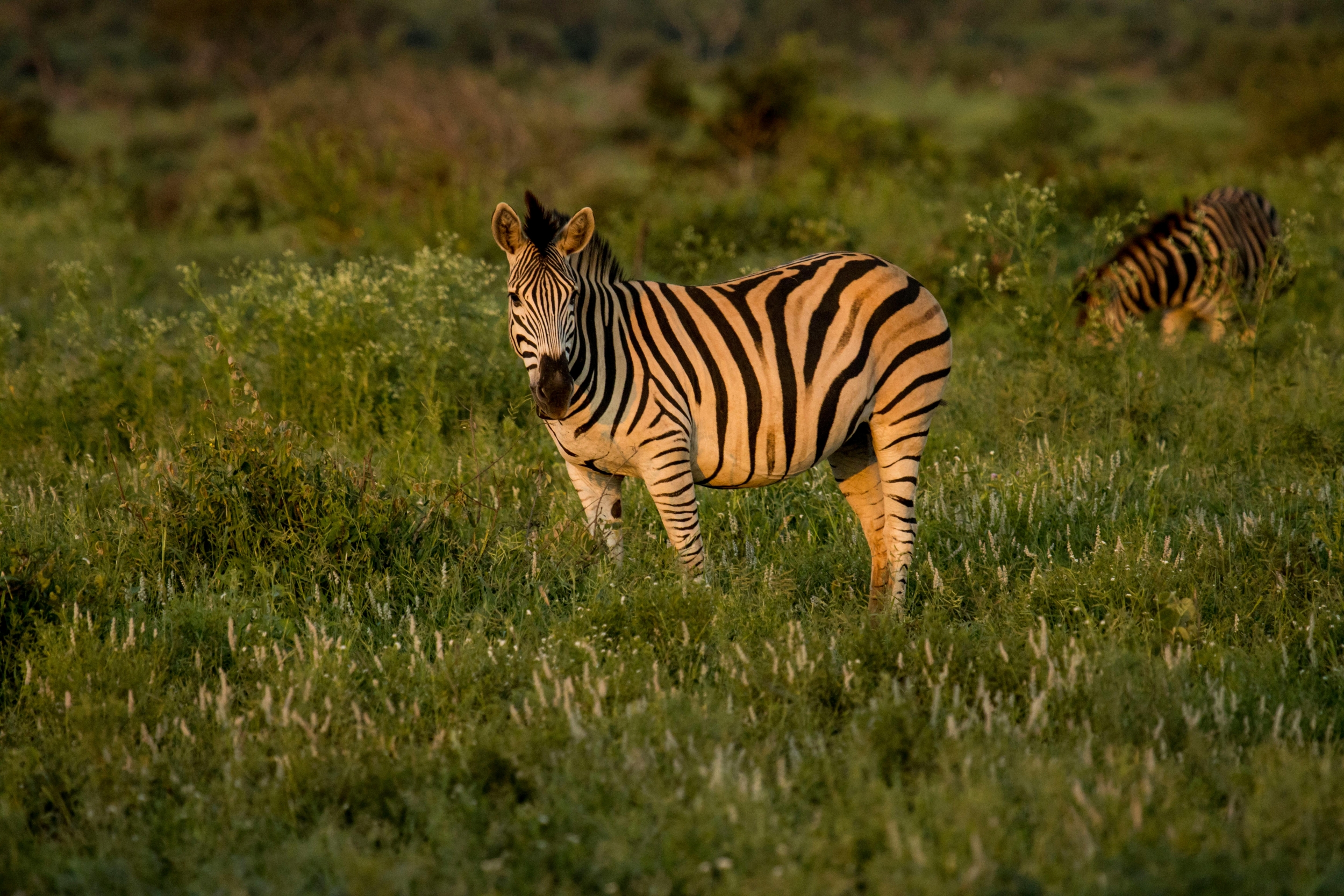Grassland Wildlife Secrets: Zebras, Lions, Savanna Animals & African Plain