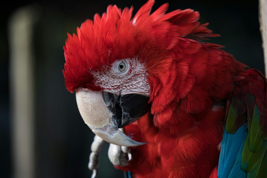 scarlet macaw