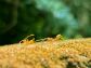 ants