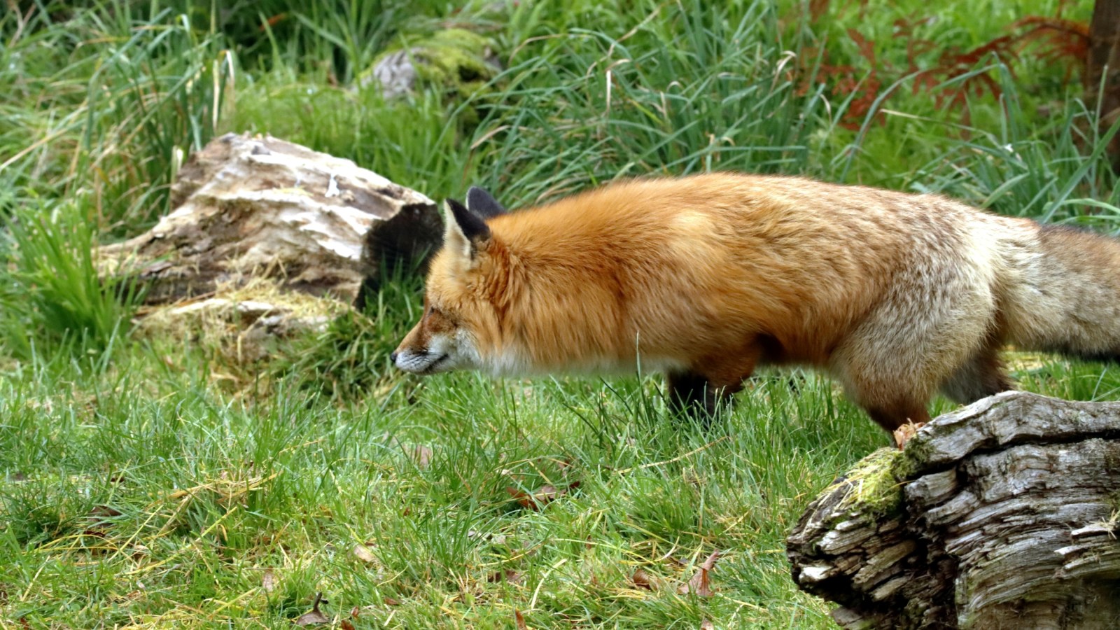 swift fox