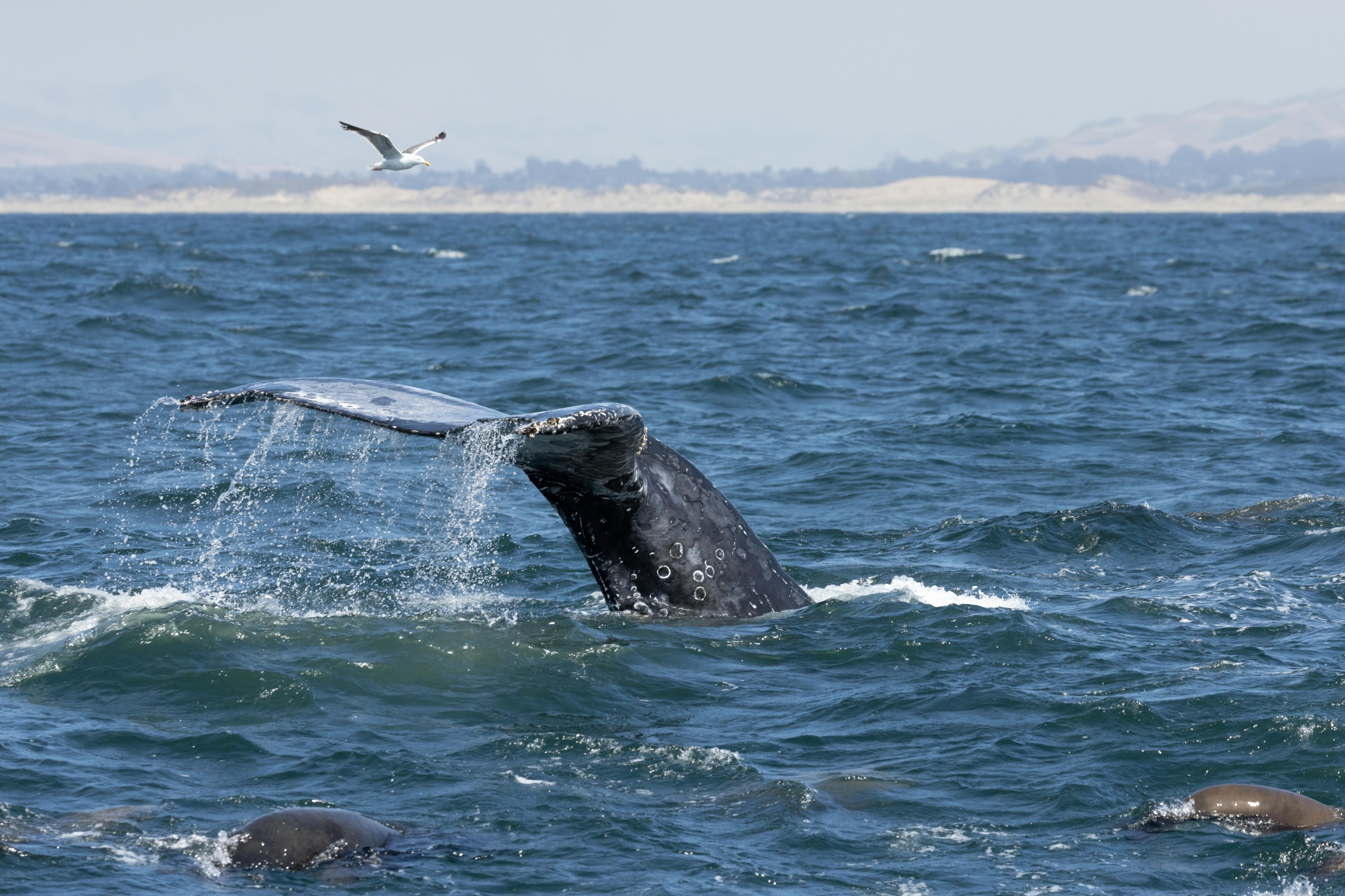Gray Whales Entering San Francisco Bay: Why Mortality Rates Are Alarming and What It Means for Their Survival
