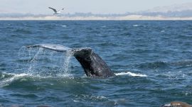 gray whales