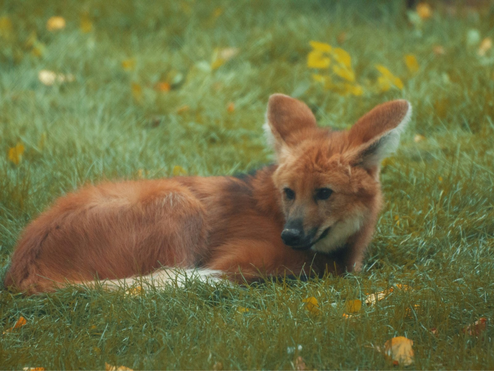 Maned Wolf