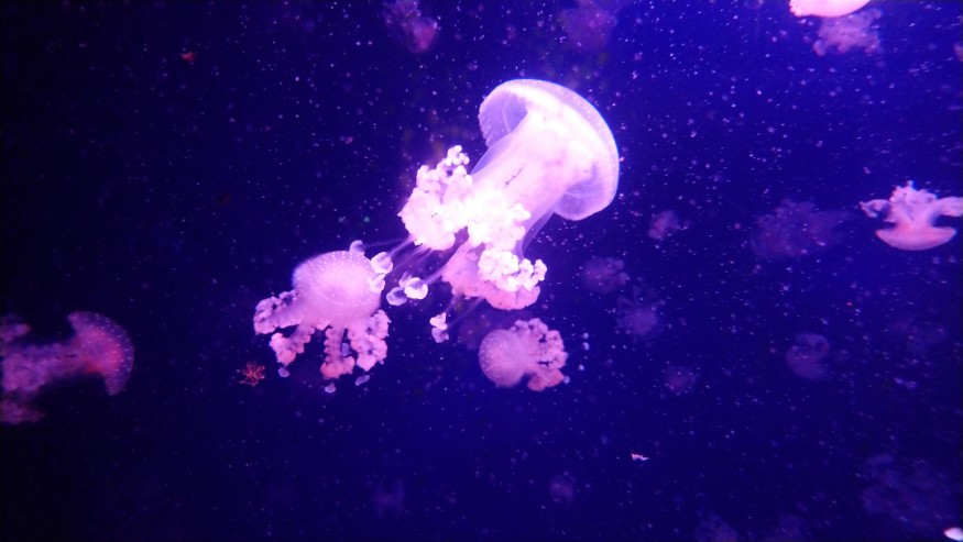 jellyfish