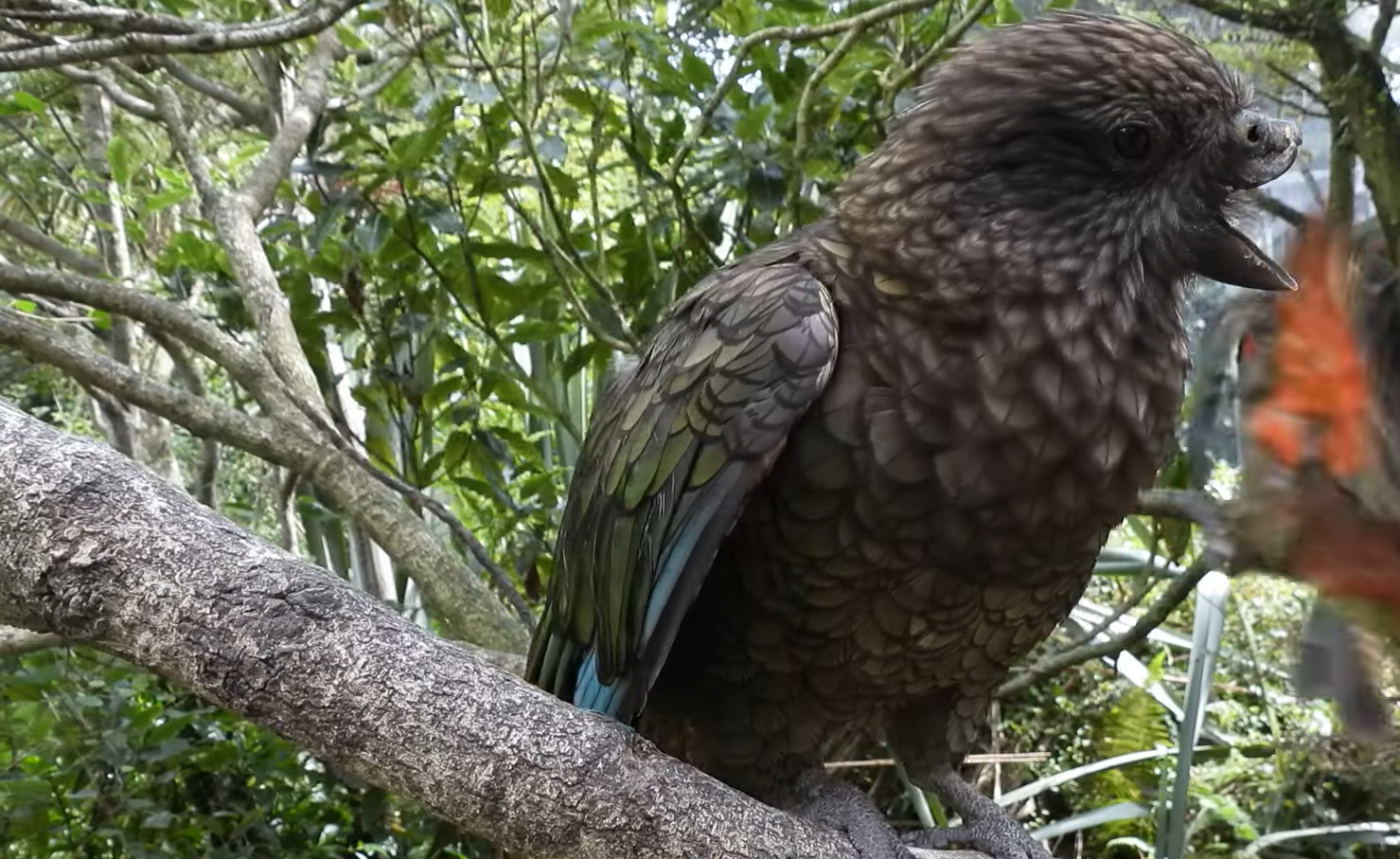 Beakless Kea Parrot Bruce Masters Jousting to Rule as Undefeated Disabled Parrot Alpha