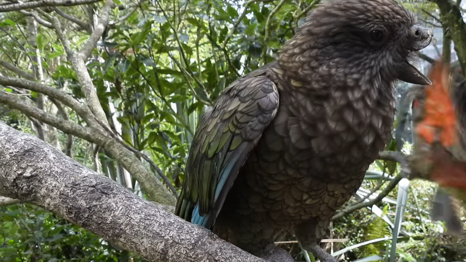 bruce the kea parrot