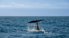 fin whales