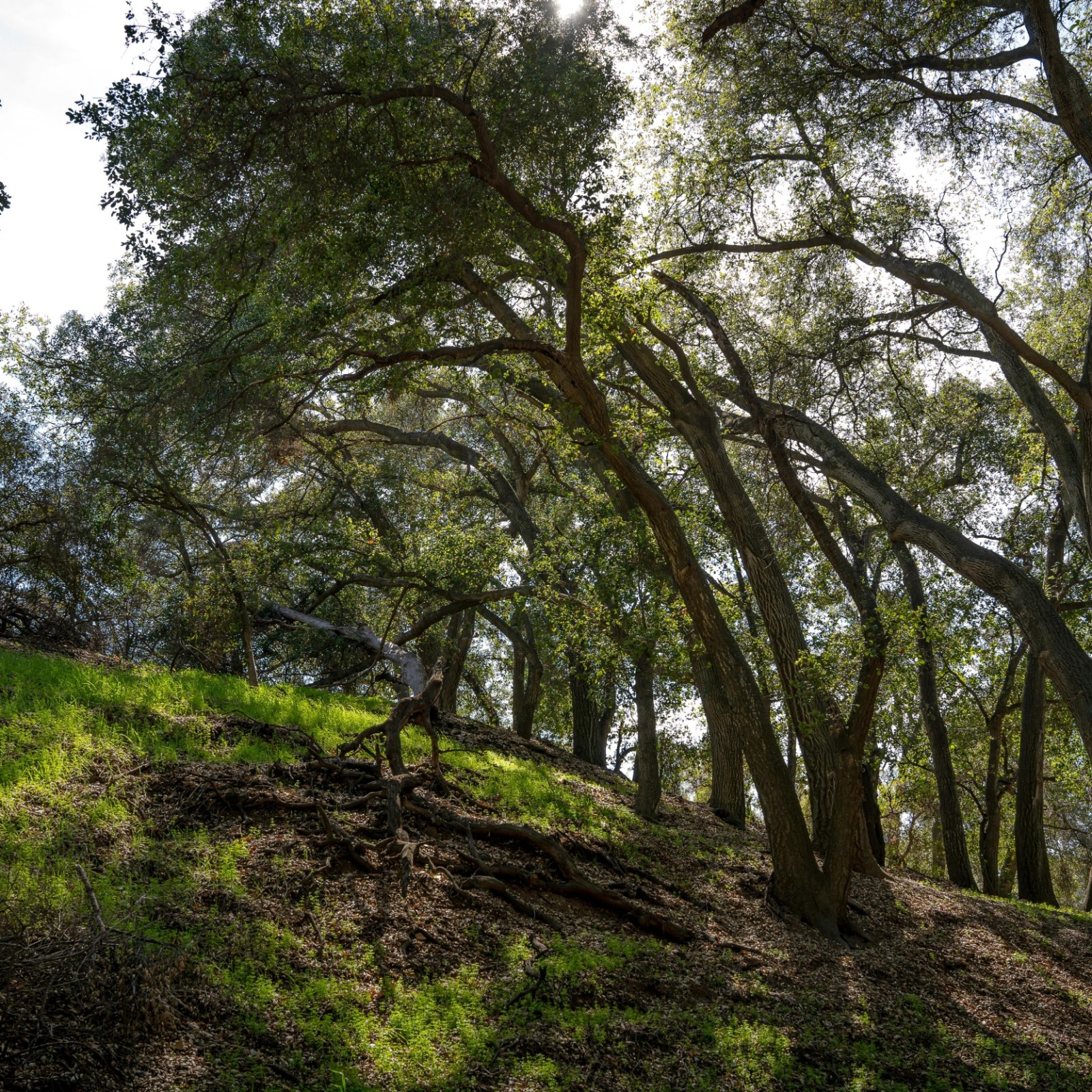 trees