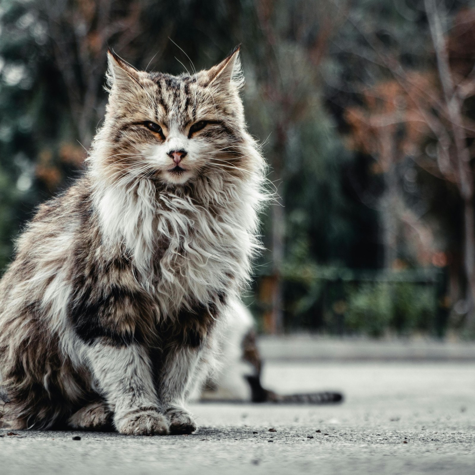 stray cat