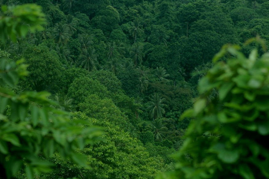 tropical forest