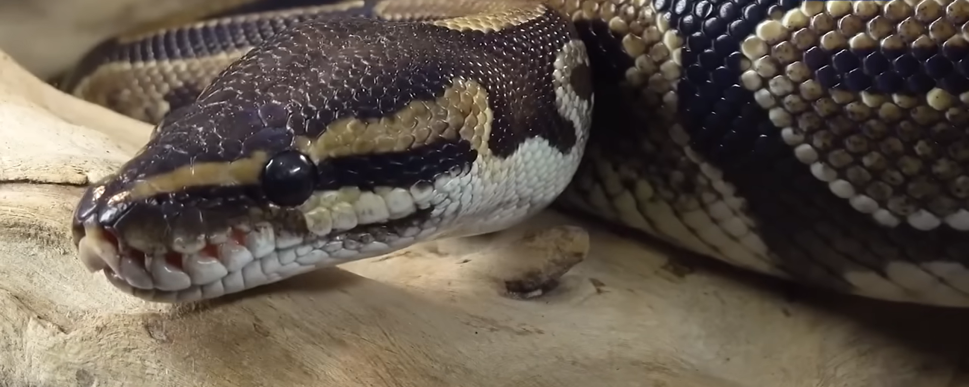 50-Foot Snake Found in India: Vasuki indicus May Redefine the Largest Prehistoric Snake Discovery