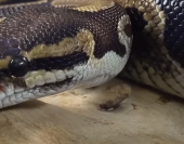 snake