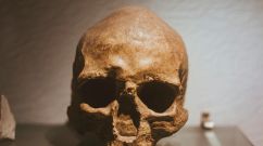 skull