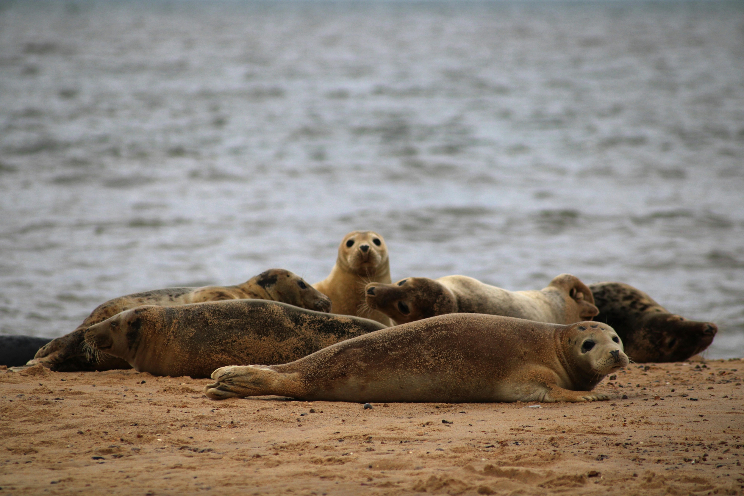 seals