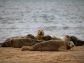 seals