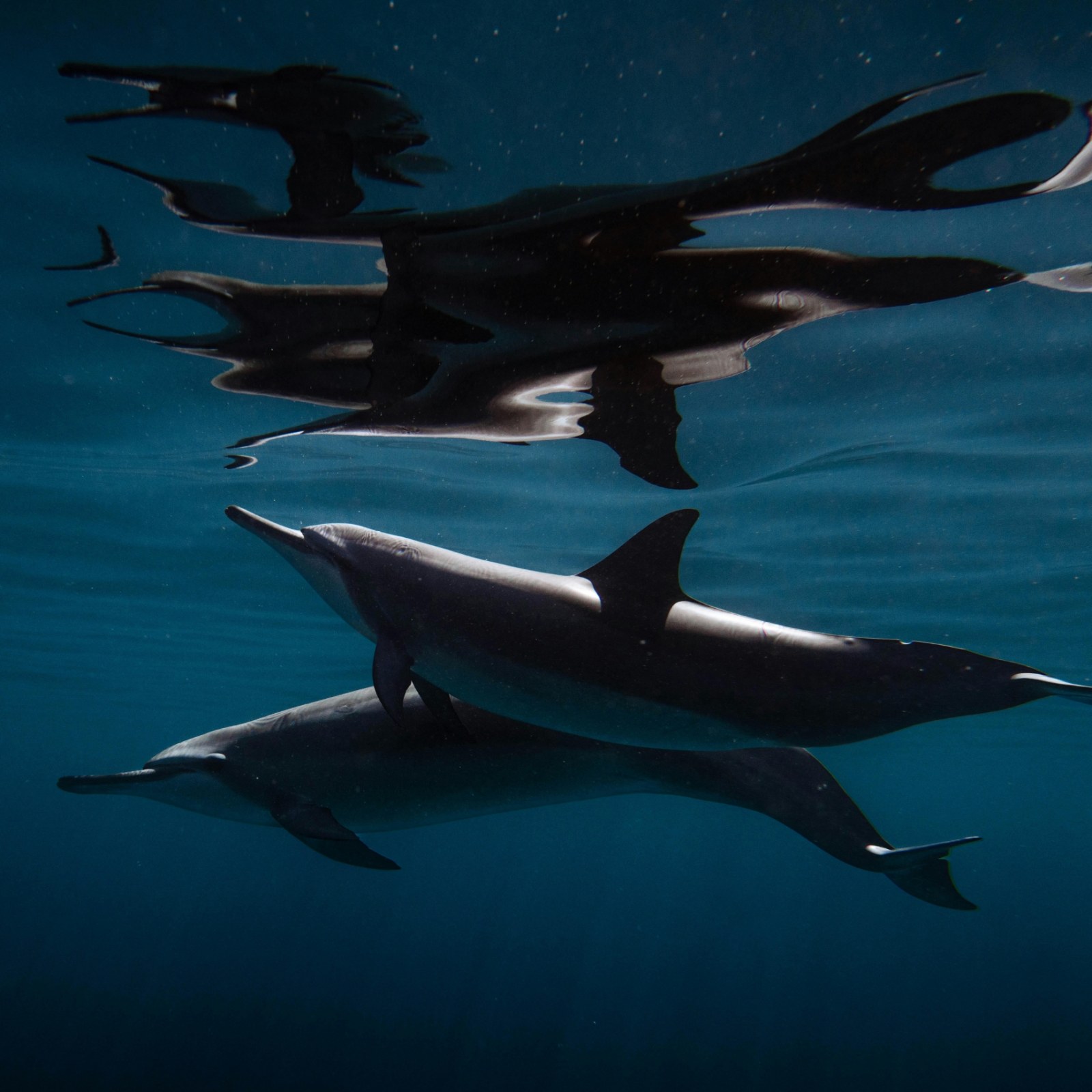 dolphins
