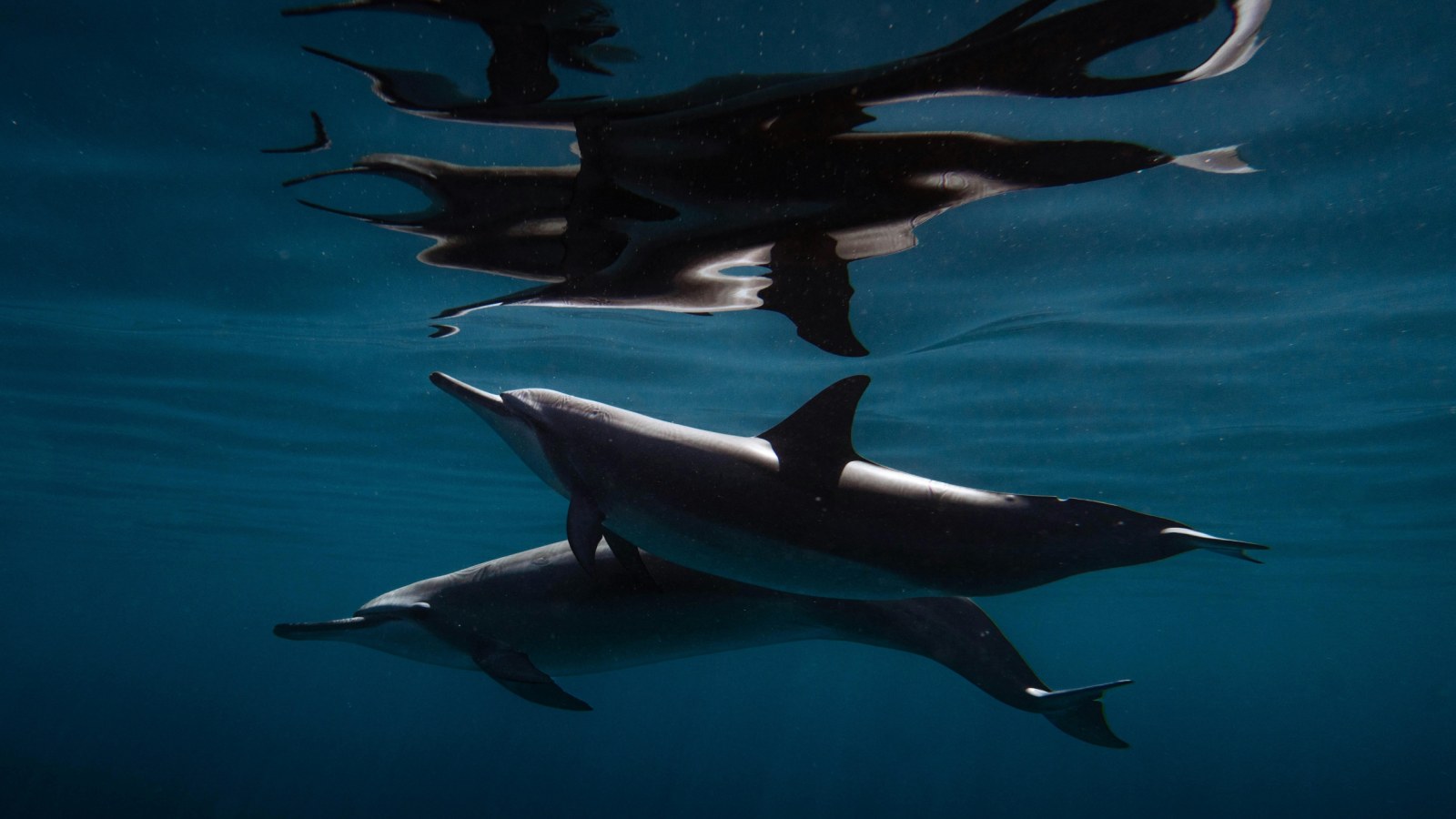 dolphins