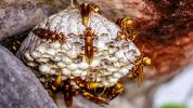 wasp larvae