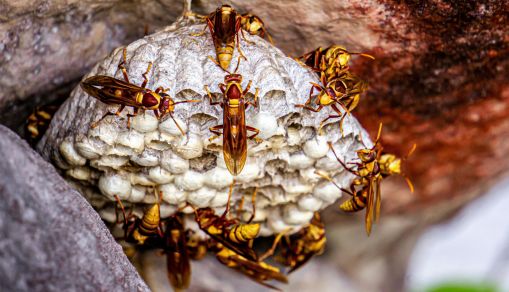 wasp larvae