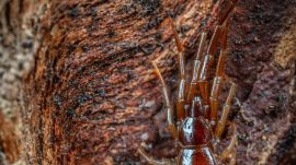centipede