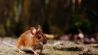 mice