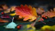 Leaves