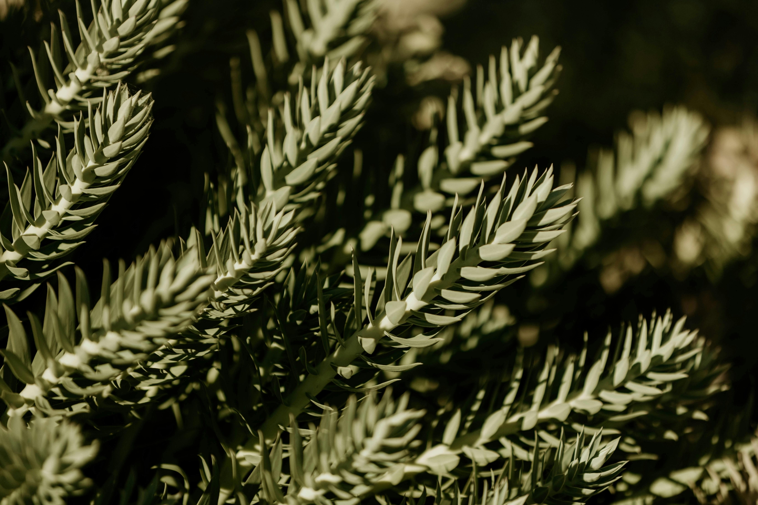 Plant Genome Duplication May Explain Flowering Plant Survival After the Dinosaur-Killing Asteroid