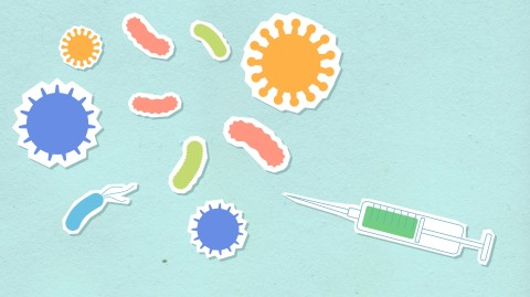 bacteria