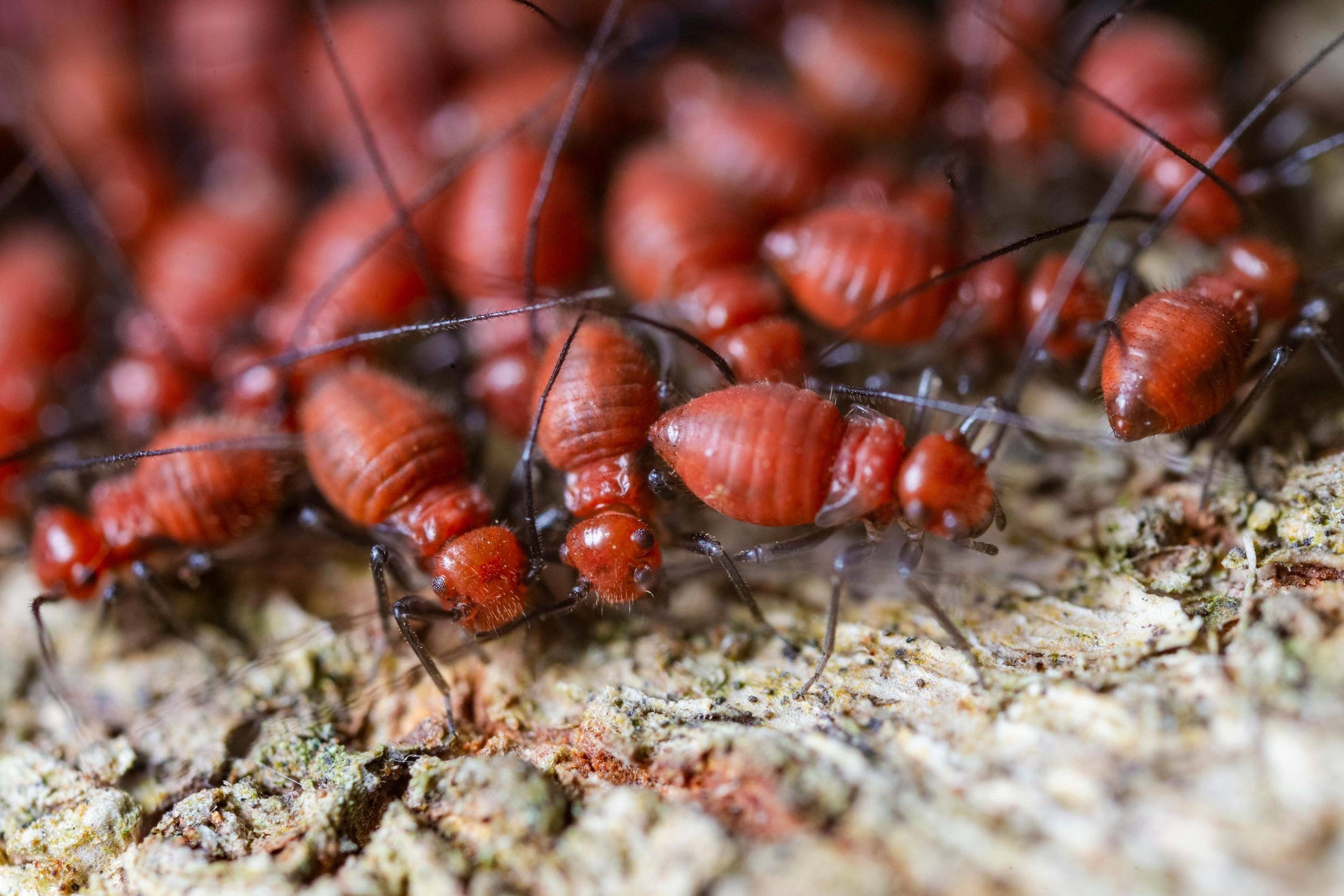 Scientists Create Safe Termite Killer That Eliminates 95% of Termites